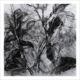 'All plants', charcoal on paper, 30 x 30 cm., 2026