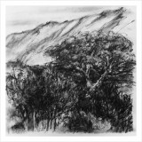 'Backyard', charcoal on paper, 30 x 30 cm., 2026