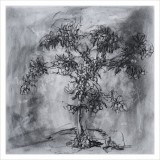 'Medlar tree', charcoal on paper, 30 x 30 cm., 2026